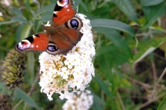 Kwiaty-wabiace-motyle-Wysokie
