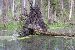 przyroda