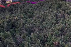 660487316_1413067147516701_3269489089888630703_n